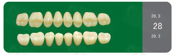 SA31 Acrylic Resin Teeth Three